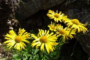29  Doronicum grandiflorum Lam. - Doronico dei macereti